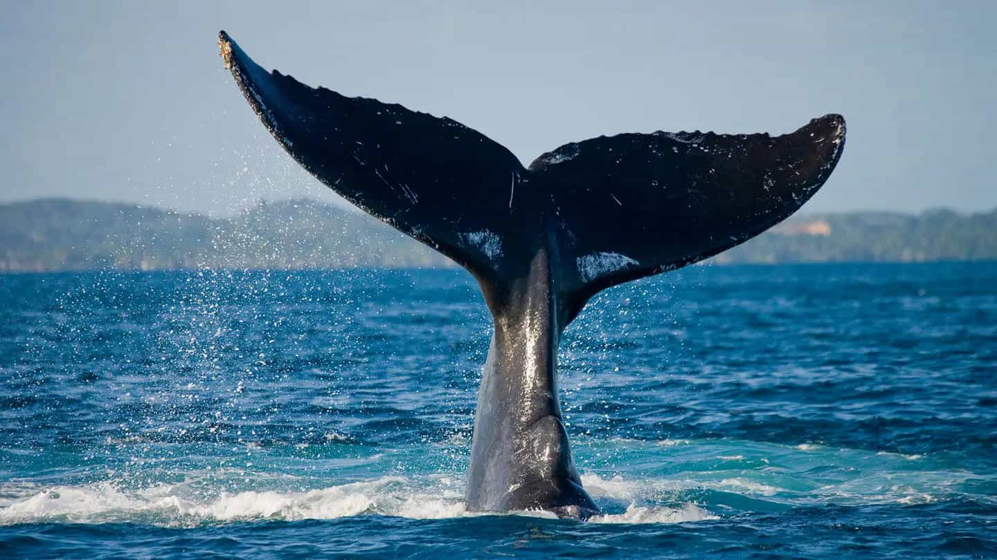 Harnessing AI for Conservation: Tracking Whale Tails and Beyond