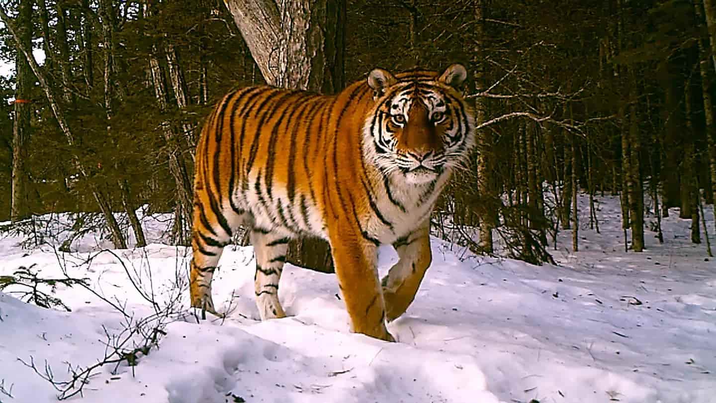 Harnessing Technology to Save Tigers: The Role of NASA, Google Earth Engine, and Conservationists