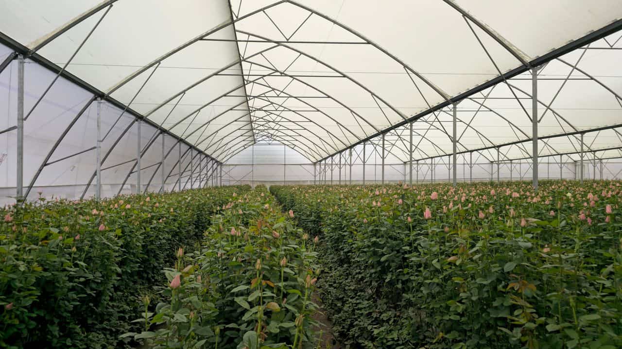 Climate-Resilient Agriculture Through Technology